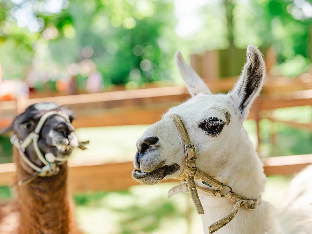 foto atrakce Kontaktní Zoo