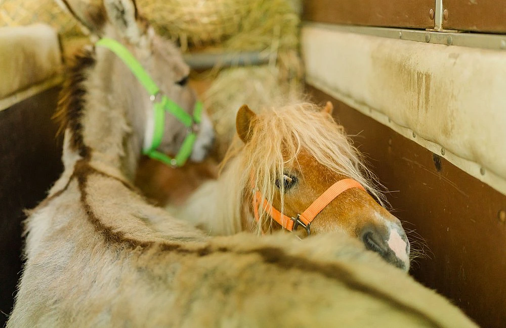 foto atrakce Kontaktní Zoo