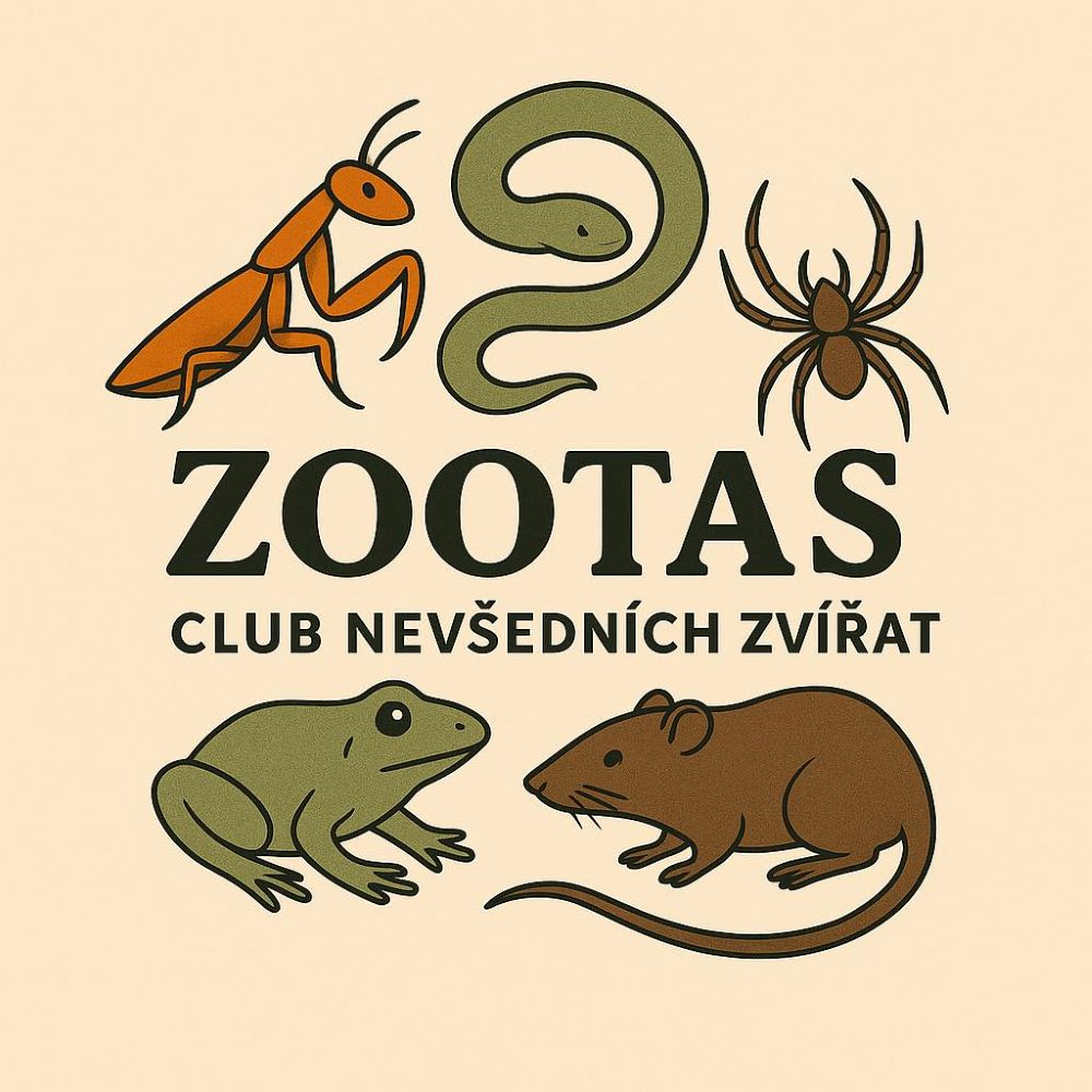 zootas